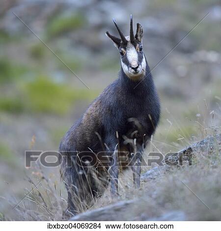 Chamois (Rupicapra rupicapra), male, Gran Paradiso National Park, Valnontey, Piedmont, Italy, Europe View Large Photo Image Picture - Chamois (Rupicapra rupicapra), male, Gran Paradiso National Park, Valnontey, Piedmont, Italy, Europe. Fotosearch