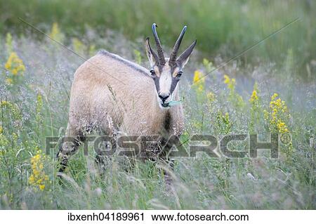 Stock Image - Chamois (Rupicapra rupicapra), standing in mountain meadow, Vosges, Alsace-Lorraine, France, Europe. Fotosearch