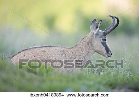 Picture - Chamois (Rupicapra rupicapra), Vosges, Alsace-Lorraine, France, Europe. Fotosearch