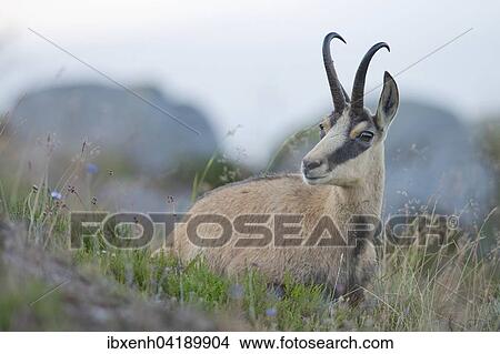 Chamois (Rupicapra rupicapra), Vosges, Alsace-Lorraine, France, Europe View Large Photo Image Picture - Chamois (Rupicapra rupicapra), Vosges, Alsace-Lorraine, France, Europe. Fotosearch