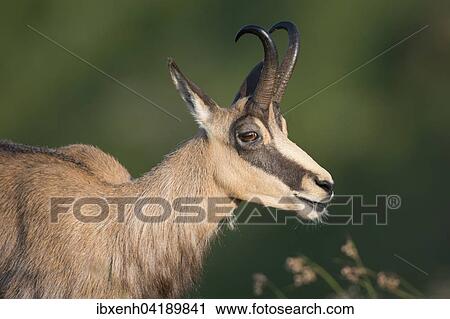Chamois (Rupicapra rupicapra), Vosges, Alsace-Lorraine, France, Europe View Large Photo Image Stock Image - Chamois (Rupicapra rupicapra), Vosges, Alsace-Lorraine, France, Europe. Fotosearch