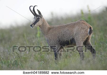 Stock Image - Chamois (Rupicapra rupicapra), Vosges, Alsace-Lorraine, France, Europe. Fotosearch