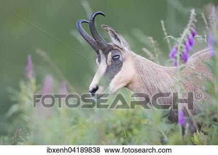 Stock Photo - Chamois (Rupicapra rupicapra), Vosges, Alsace-Lorraine, France, Europe. Fotosearch