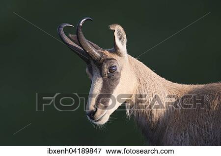 Chamois (Rupicapra rupicapra), Vosges, Alsace-Lorraine, France, Europe View Large Photo Image Stock Photo - Chamois (Rupicapra rupicapra), Vosges, Alsace-Lorraine, France, Europe. Fotosearch
