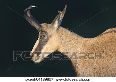 Stock Photo - Chamois (Rupicapra rupicapra), Vosges, Alsace-Lorraine, France, Europe. Fotosearch