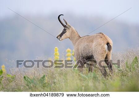 Chamois (Rupicapra rupicapra), Vosges, Alsace-Lorraine, France, Europe View Large Photo Image Stock Photo - Chamois (Rupicapra rupicapra), Vosges, Alsace-Lorraine, France, Europe. Fotosearch