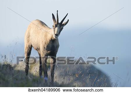 Stock Photograph - Chamois (Rupicapra rupicapra), Vosges, Alsace-Lorraine, France, Europe. Fotosearch