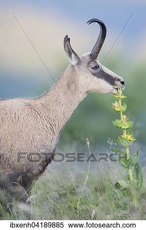 Chamois (Rupicapra rupicapra), Vosges, Alsace-Lorraine, France, Europe View Large Photo Image Stock Photography - Chamois (Rupicapra rupicapra), Vosges, Alsace-Lorraine, France, Europe. Fotosearch