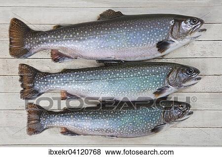 Stock Photo - Char (Salvelinus) on white wooden planks. Fotosearch