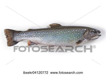 Stock Image - Char (Salvelinus). Fotosearch