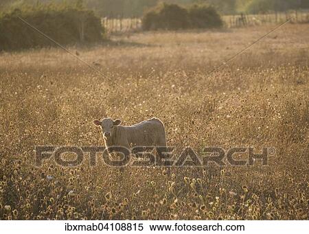 Charolais cattle, calf on a pasture in the evening light, Corsica, France, Europe View Large Photo Image Stock Photography - Charolais cattle, calf on a pasture in the evening light, Corsica, France, Europe. Fotosearch