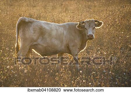 Charolais cattle, cow in a pasture in the evening light, Corsica, France, Europe View Large Photo Image Stock Image - Charolais cattle, cow in a pasture in the evening light, Corsica, France, Europe. Fotosearch