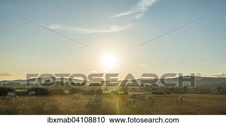 Stock Image - Charolais cattle, cows grazing on a pasture under the evening sun, Corsica, France, Europe. Fotosearch