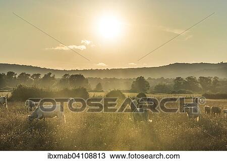 Stock Image - Charolais cattle, cows grazing on a pasture under the evening sun, Corsica, France, Europe. Fotosearch