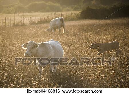 Charolais cattle, cows in a pasture in the evening light, Charolais cattle, Corsica, France, Europe View Large Photo Image Stock Photograph - Charolais cattle, cows in a pasture in the evening light, Charolais cattle, Corsica, France, Europe. Fotosearch
