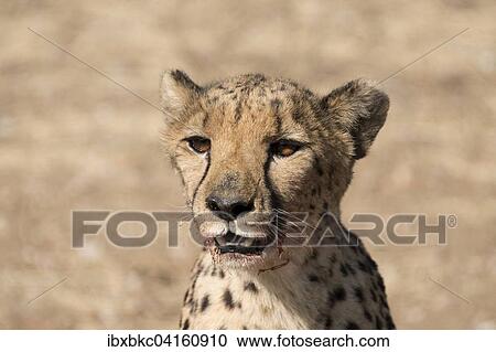 Stock Image - Cheetah (Acinonyx jubatus), animal portrait, near Khomas, Namibia, Africa. Fotosearch