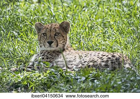 Cheetah (Acinonyx jubatus), captive, lying in grass View Large Photo Image Picture - Cheetah (Acinonyx jubatus), captive, lying in grass. Fotosearch