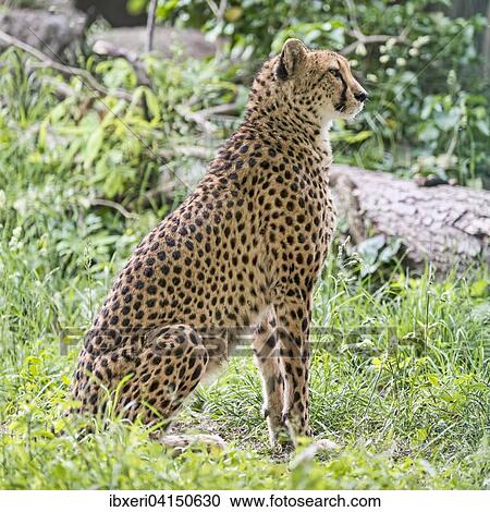 Cheetah (Acinonyx jubatus), captive, sitting in grass View Large Photo Image Stock Image - Cheetah (Acinonyx jubatus), captive, sitting in grass. Fotosearch