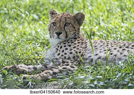 Cheetah (Acinonyx jubatus), captive, lying in grass View Large Photo Image Stock Image - Cheetah (Acinonyx jubatus), captive, lying in grass. Fotosearch