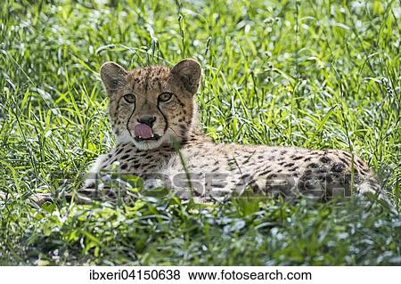 Cheetah (Acinonyx jubatus), captive, lying in grass View Large Photo Image Stock Photo - Cheetah (Acinonyx jubatus), captive, lying in grass. Fotosearch