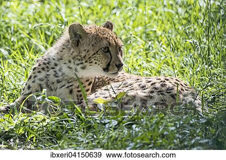 Stock Photo - Cheetah (Acinonyx jubatus), captive, lying in grass. Fotosearch