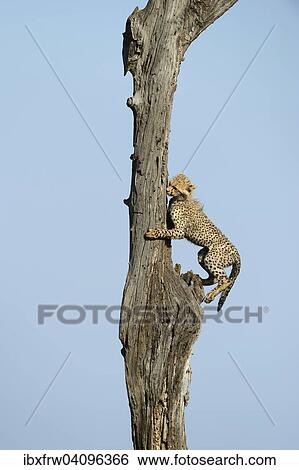 Cheetah (Acinonyx jubatus) cub climbing a tree, Maasai Mara National Reserve, Kenya, Africa View Large Photo Image Stock Photograph - Cheetah (Acinonyx jubatus) cub climbing a tree, Maasai Mara National Reserve, Kenya, Africa. Fotosearch