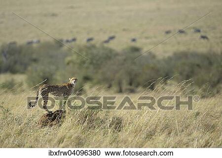 Stock Image - Cheetah (Acinonyx jubatus), female overlooking the savannah, standing on a termite mound, Maasai Mara National Reserve, Kenya, Africa. Fotosearch