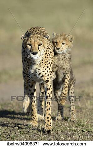 Cheetah (Acinonyx jubatus), female with her cub, Masai Mara National Reserve, Kenya, Africa View Large Photo Image Stock Image - Cheetah (Acinonyx jubatus), female with her cub, Masai Mara National Reserve, Kenya, Africa. Fotosearch