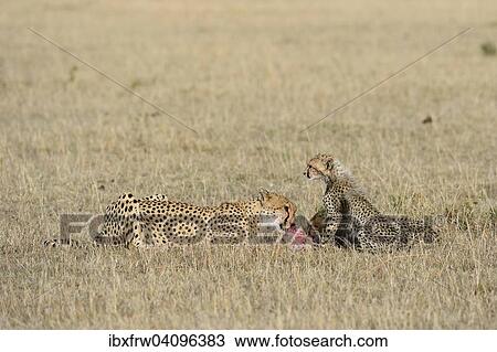 Cheetah (Acinonyx jubatus), female with her cubs at kill, feeding, Maasai Mara National Reserve, Kenya, Africa View Large Photo Image Stock Image - Cheetah (Acinonyx jubatus), female with her cubs at kill, feeding, Maasai Mara National Reserve, Kenya, Africa. Fotosearch