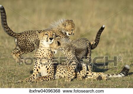 Stock Photo - Cheetah (Acinonyx jubatus), female with her cubs, playing, Maasai Mara National Reserve, Kenya, Africa. Fotosearch