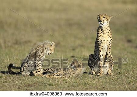 Cheetah (Acinonyx jubatus), female with cubs, Maasai Mara National Reserve, Kenya, Africa View Large Photo Image Stock Photo - Cheetah (Acinonyx jubatus), female with cubs, Maasai Mara National Reserve, Kenya, Africa. Fotosearch