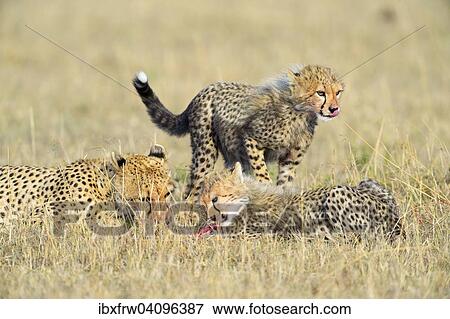 Stock Photo - Cheetah (Acinonyx jubatus), female with her cubs at kill, feeding, Maasai Mara National Reserve, Kenya, Africa. Fotosearch