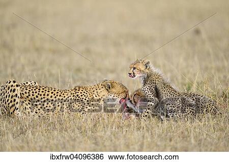Stock Photograph - Cheetah (Acinonyx jubatus), female with her cubs at kill, feeding, Maasai Mara National Reserve, Kenya, Africa. Fotosearch