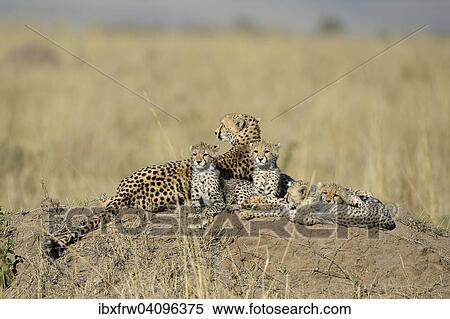 Stock Photography - Cheetah (Acinonyx jubatus), female with her cubs, lying on a rock in the savanna, Maasai Mara National Reserve, Kenya, Africa. Fotosearch