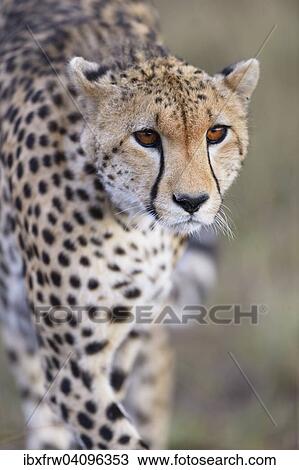 Cheetah (Acinonyx jubatus), Masai Mara National Reserve, Kenya, Africa View Large Photo Image Stock Image - Cheetah (Acinonyx jubatus), Masai Mara National Reserve, Kenya, Africa. Fotosearch