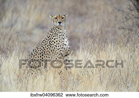 Stock Image - Cheetah (Acinonyx jubatus), strong male, Samburu National Reserve, Kenya, Africa. Fotosearch