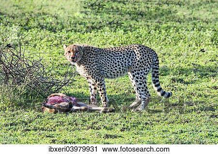 Cheetah (Acinonyx jubatus) with prey, Serengeti, Tanzania, Africa View Large Photo Image Stock Image - Cheetah (Acinonyx jubatus) with prey, Serengeti, Tanzania, Africa. Fotosearch