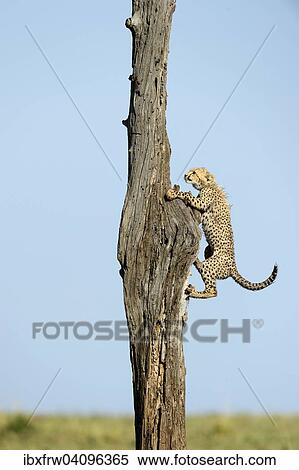 Stock Photography - Cheetah (Acinonyx jubatus) young climbs a tree, Maasai Mara National Reserve, Kenya, Africa. Fotosearch