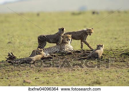 Cheetahs (Acinonyx jubatus), female with four cubs, Maasai Mara National Reserve, Kenya, Africa View Large Photo Image Picture - Cheetahs (Acinonyx jubatus), female with four cubs, Maasai Mara National Reserve, Kenya, Africa. Fotosearch