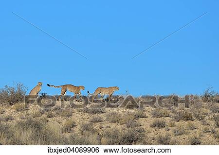 Stock Photograph - Cheetahs (Acinonyx jubatus), walking on the crest of a hill, in search of prey, Kgalagadi Transfrontier Park, Northern Cape, South Africa, Africa. Fotosearch