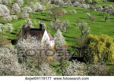Stock Photo - Cherry blossom, Berghauser Matten, Berghaus Chapel, Ebringen, Markgraflerland, Black Forest, Baden-Wurttemberg, Germany, Europe. Fotosearch