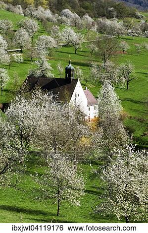Cherry blossom, Berghauser Matten, Berghaus Chapel, Ebringen, Markgraflerland, Black Forest, Baden-Wurttemberg, Germany, Europe View Large Photo Image Stock Photograph - Cherry blossom, Berghauser Matten, Berghaus Chapel, Ebringen, Markgraflerland, Black Forest, Baden-Wurttemberg, Germany, Europe. Fotosearch
