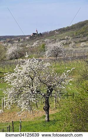 Cherry blossom, cherry trees in bloom, Donnerskirchen, Northern Burgenland, Burgenland, Austria, Europe View Large Photo Image Stock Photo - Cherry blossom, cherry trees in bloom, Donnerskirchen, Northern Burgenland, Burgenland, Austria, Europe. Fotosearch