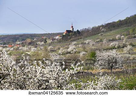 Cherry blossom, cherry trees in bloom, Donnerskirchen, Northern Burgenland, Burgenland, Austria, Europe View Large Photo Image Stock Photography - Cherry blossom, cherry trees in bloom, Donnerskirchen, Northern Burgenland, Burgenland, Austria, Europe. Fotosearch