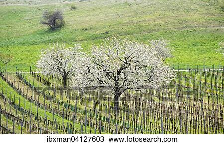 Stock Image - Cherry blossom, flowering cherry trees in the vineyard, Breitenbrunn, northern Burgenland, Burgenland, Austria, Europe. Fotosearch