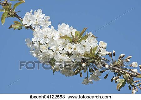 Stock Image - Cherry blossom (Prunus avium), Lower Saxony, Germany, Europe. Fotosearch