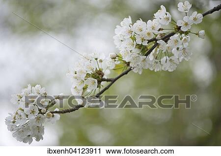 Cherry blossom (Prunus avium), Lower Saxony, Germany, Europe View Large Photo Image Stock Image - Cherry blossom (Prunus avium), Lower Saxony, Germany, Europe. Fotosearch