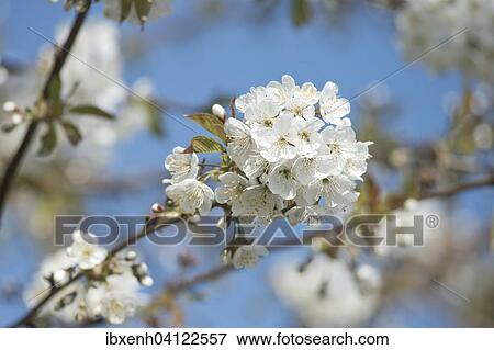 Cherry blossom (Prunus avium), Lower Saxony, Germany, Europe View Large Photo Image Stock Photo - Cherry blossom (Prunus avium), Lower Saxony, Germany, Europe. Fotosearch