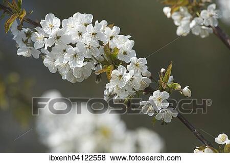 Cherry blossom (Prunus avium), Lower Saxony, Germany, Europe View Large Photo Image Stock Photo - Cherry blossom (Prunus avium), Lower Saxony, Germany, Europe. Fotosearch