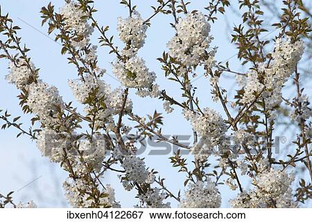 Stock Photo - Cherry blossom (Prunus avium), Lower Saxony, Germany, Europe. Fotosearch